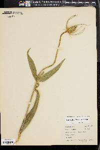 Dipsacus fullonum image