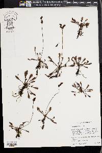 Drosera anglica image