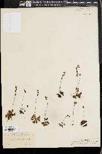 Drosera brevifolia image