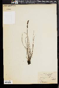 Drosera filiformis image