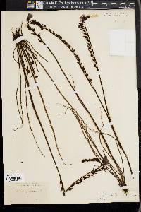 Drosera filiformis image
