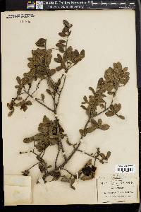 Diospyros texana image