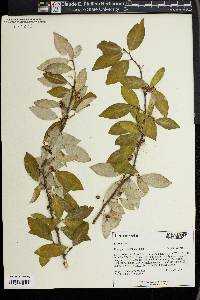 Elaeagnus umbellata image