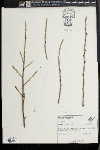 Elaeagnus umbellata image