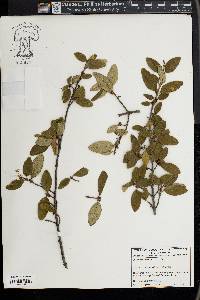 Shepherdia canadensis image