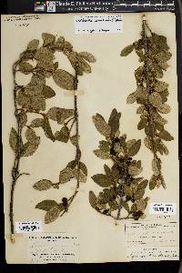 Shepherdia canadensis image