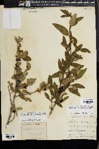 Shepherdia canadensis image