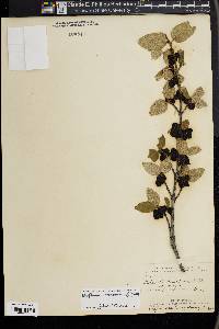 Shepherdia canadensis image