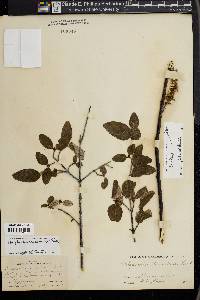 Shepherdia canadensis image