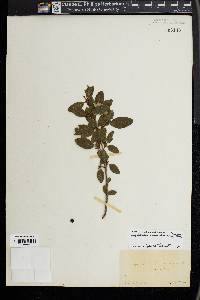 Shepherdia canadensis image