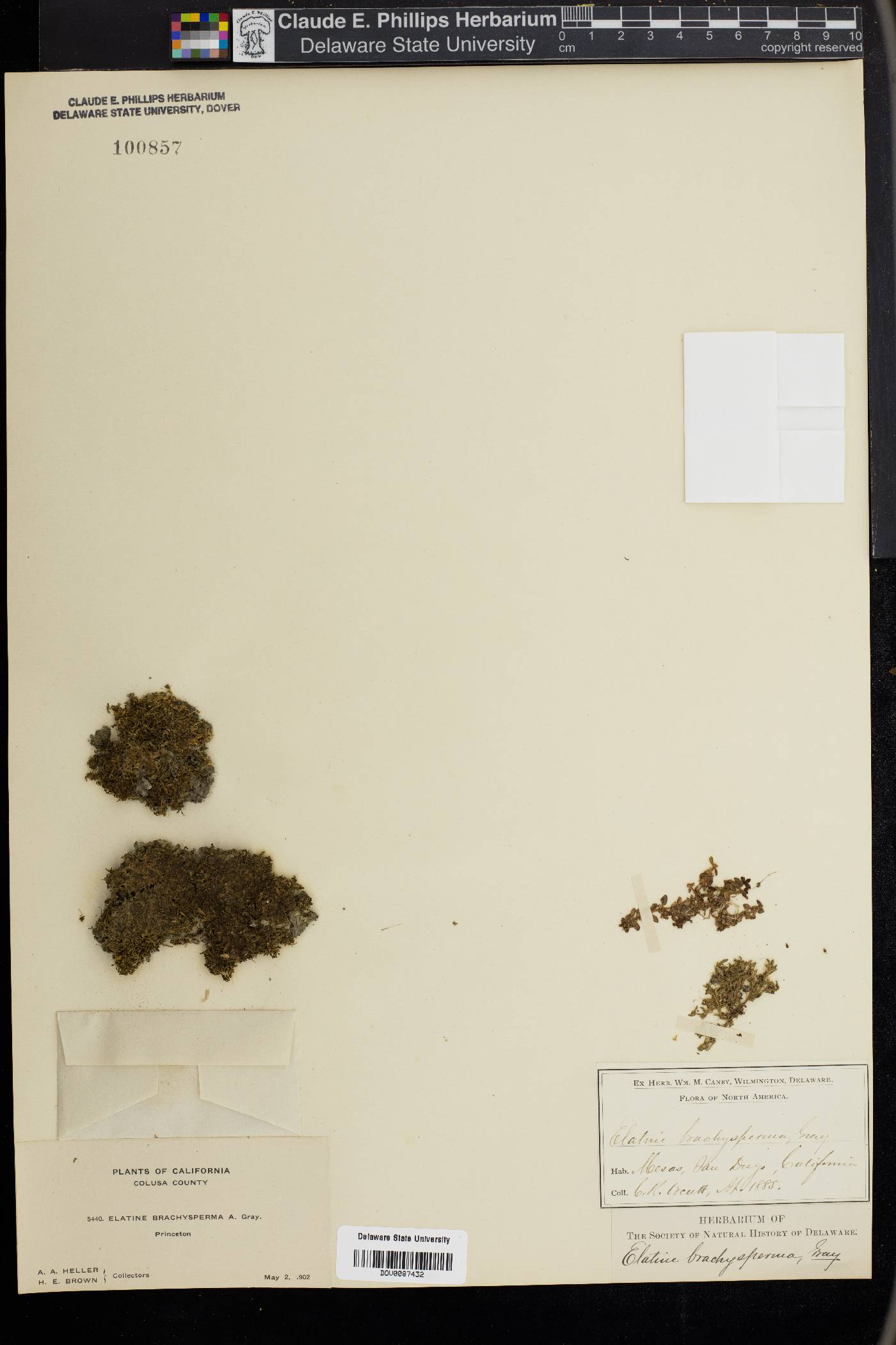 Elatine brachysperma image