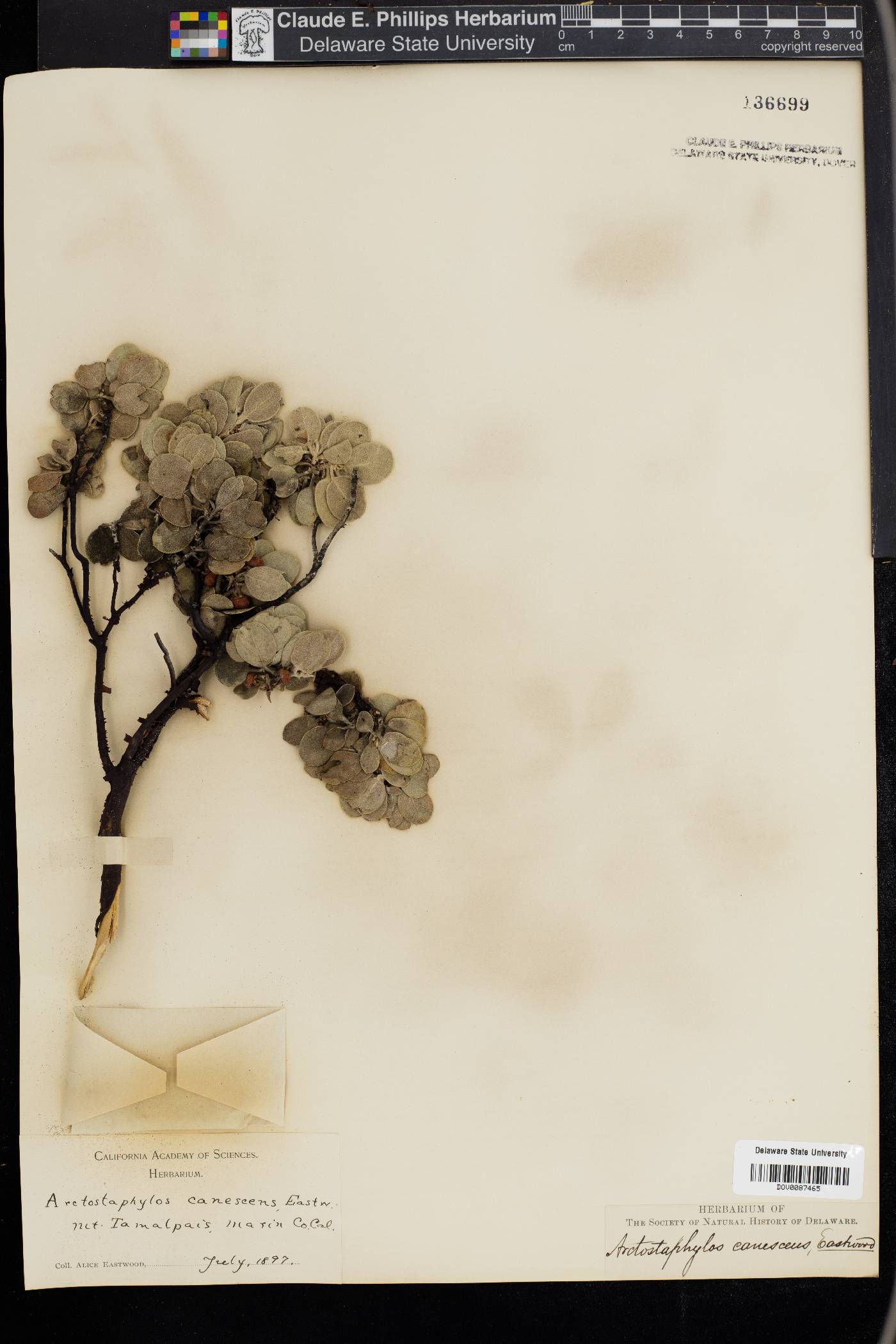 Arctostaphylos canescens image
