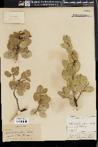 Arctostaphylos glauca image