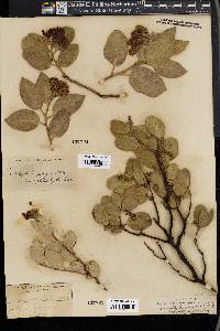 Arctostaphylos pungens image