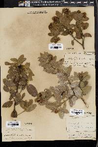 Arctostaphylos tomentosa image