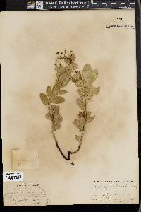 Arctostaphylos tomentosa image
