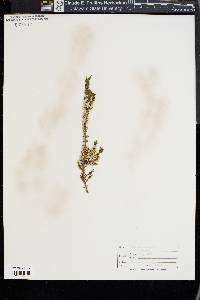 Calluna vulgaris image