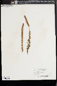 Calluna vulgaris image