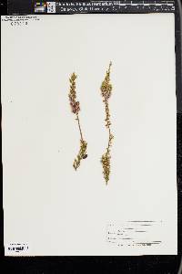 Calluna vulgaris image