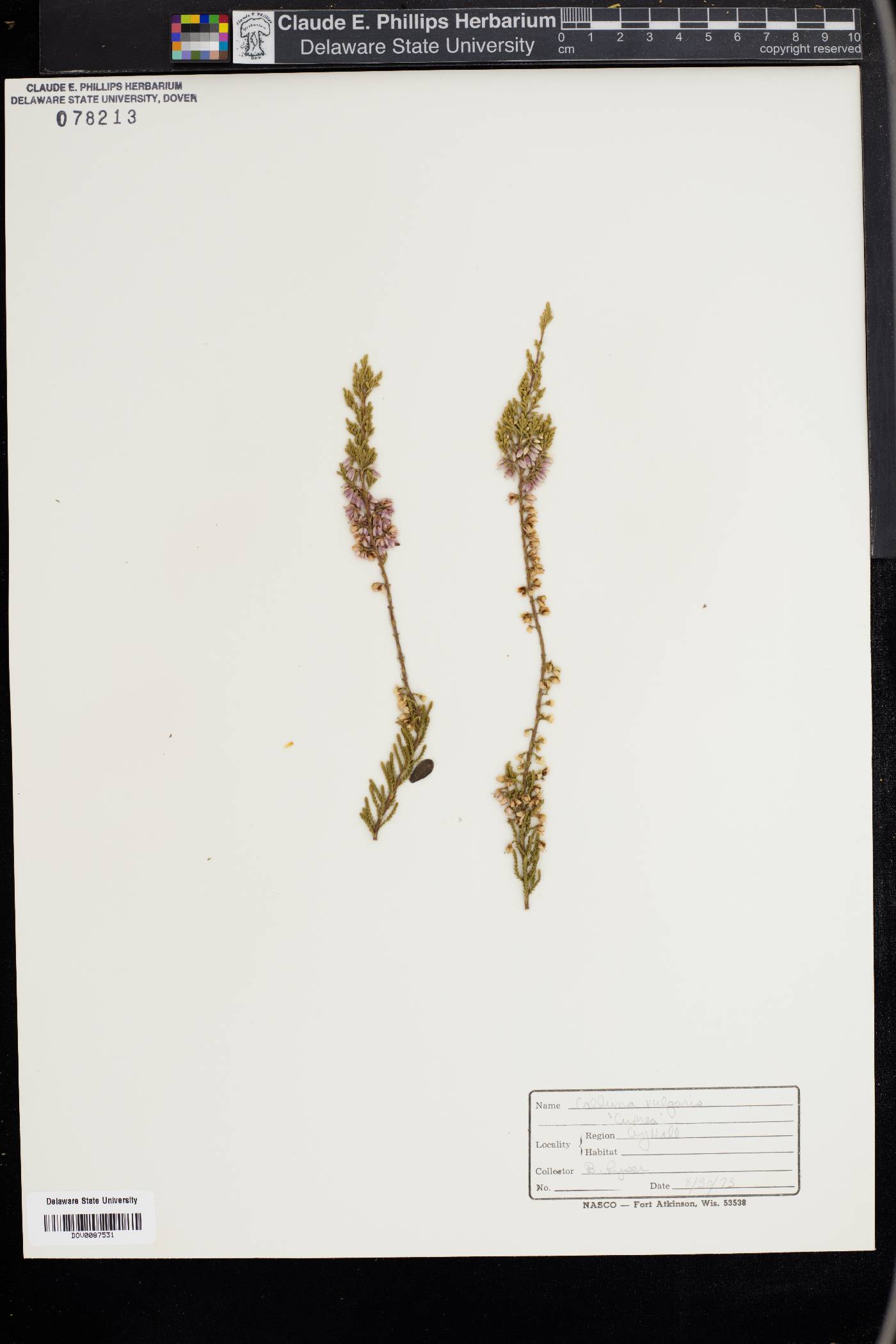 Calluna vulgaris image