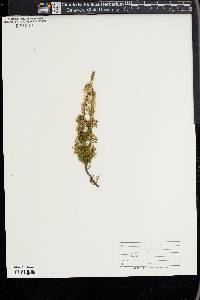 Calluna vulgaris image