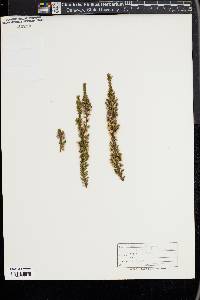 Calluna vulgaris image