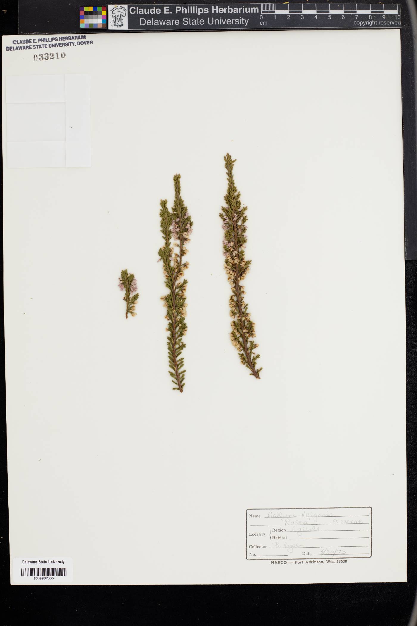 Calluna vulgaris image