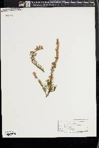 Calluna vulgaris image