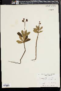 Chimaphila umbellata image