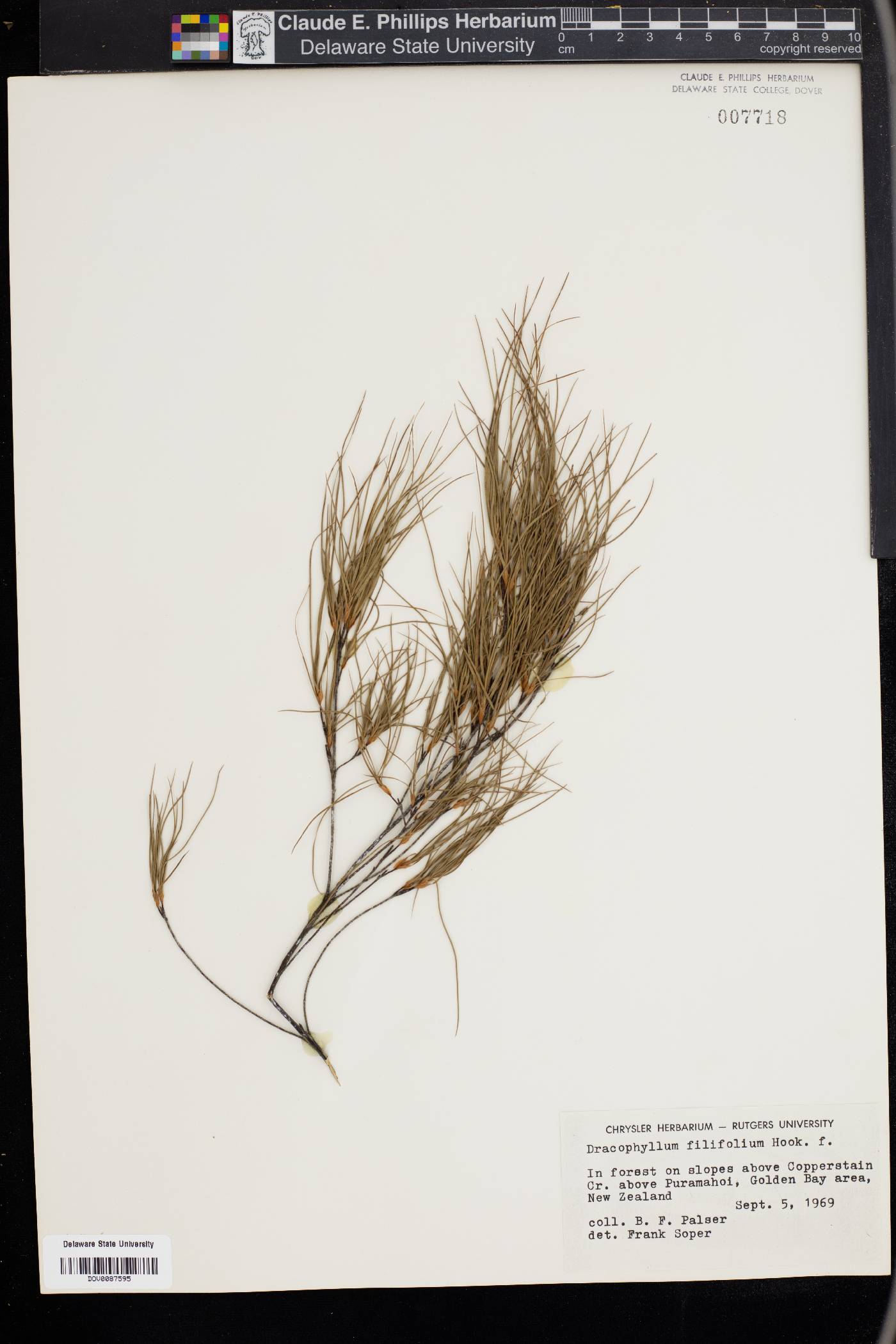 Dracophyllum filifolium image