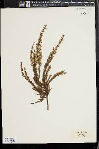 Calluna vulgaris image