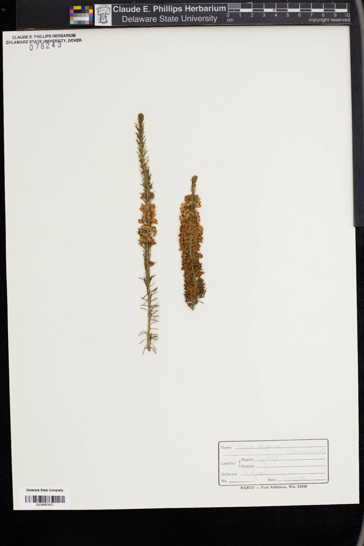 Erica vagans image