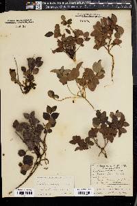 Gaultheria ovatifolia image