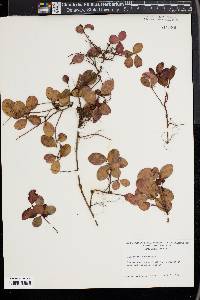 Gaultheria procumbens image