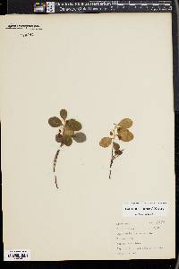 Gaultheria procumbens image