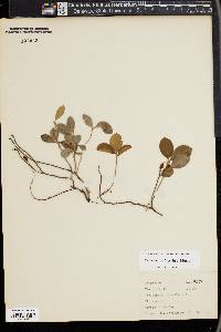 Gaultheria procumbens image