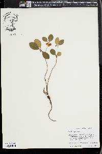 Gaultheria procumbens image