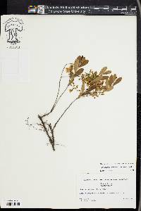 Gaylussacia dumosa image