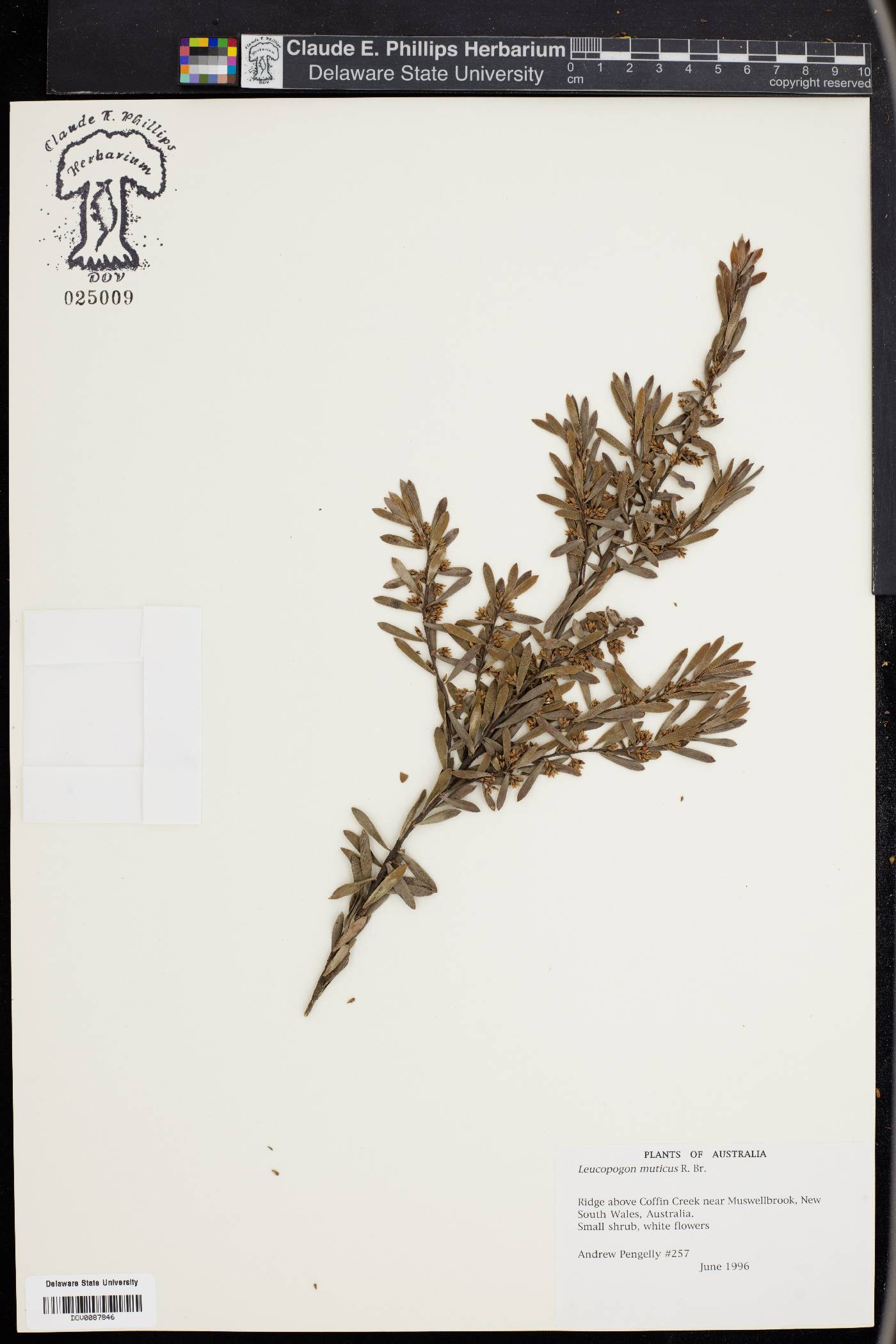 Styphelia mutica image