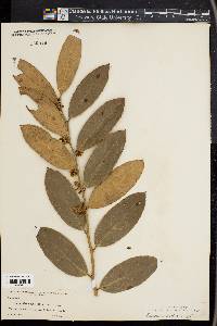 Leucothoe axillaris image