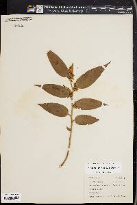 Leucothoe fontanesiana image