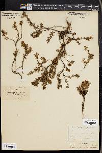 Loiseleuria procumbens image