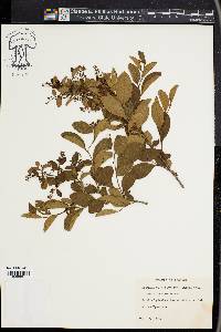 Lyonia fruticosa image