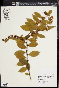 Lyonia lucida image