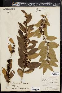 Lyonia lucida image