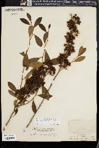 Lyonia mariana image