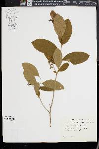 Lyonia mariana image