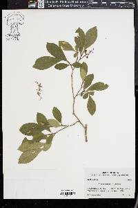 Lyonia mariana image