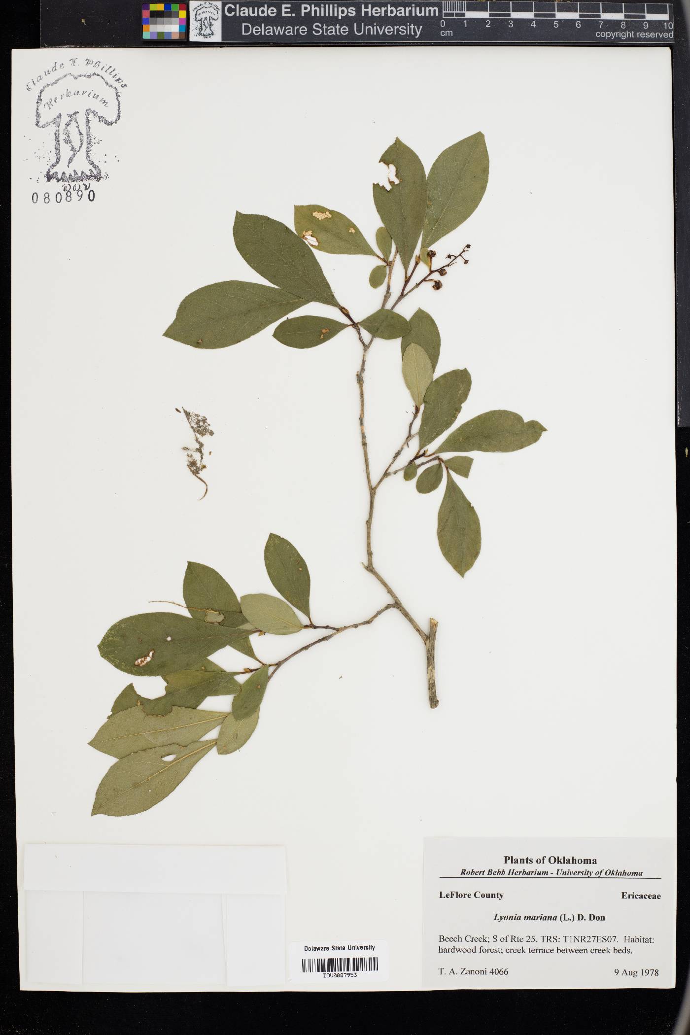 Lyonia mariana image