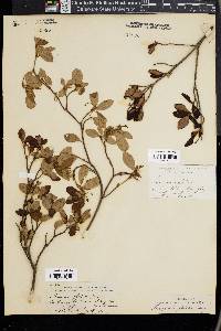 Rhododendron menziesii image